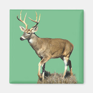 White Tailed Deer Buck Magnet