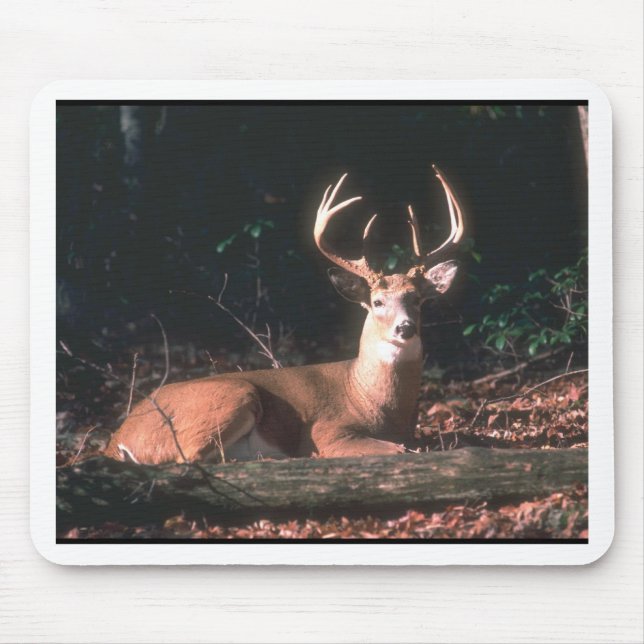 White Tailed Deer Buck Photo Mouse Pad (Front)