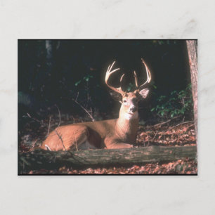 White Tailed Deer Buck Photo Postcard