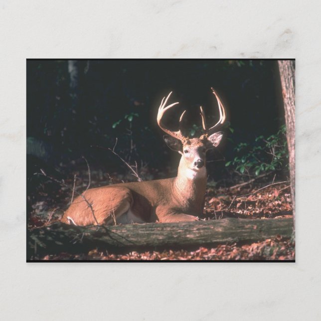 White Tailed Deer Buck Photo Postcard (Front)