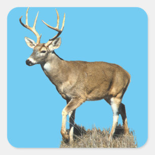 White Tailed Deer Buck Square Sticker