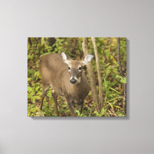 White Tailed Deer Canvas Print