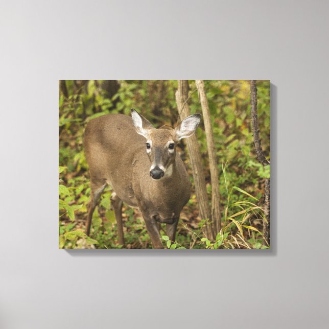 White Tailed Deer Canvas Print (Front)