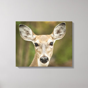 White Tailed Deer Canvas Print