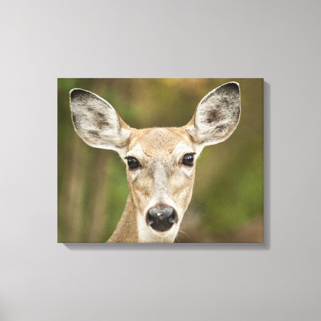 White Tailed Deer Canvas Print (Front)