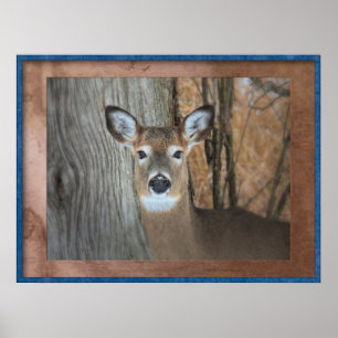 White Tailed Deer Caught Staring Poster