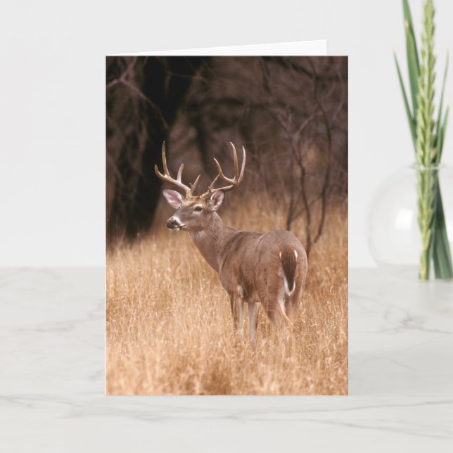 White Tailed Deer |  Choke Canyon State Park, TX Card (Front)