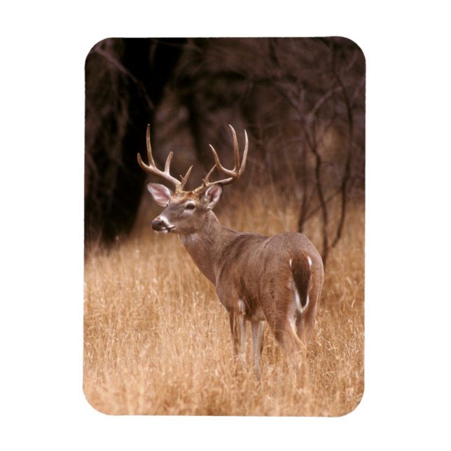 White Tailed Deer |  Choke Canyon State Park, TX Magnet (Vertical)