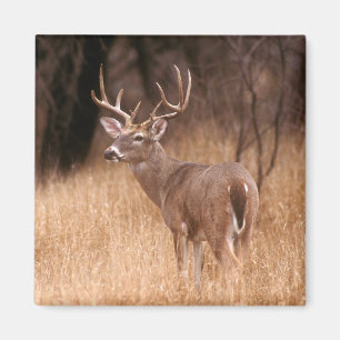 White Tailed Deer    Choke Canyon State Park, TX Magnet