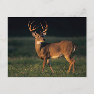 White-tailed Deer Choke Canyon State Park, TX Postcard