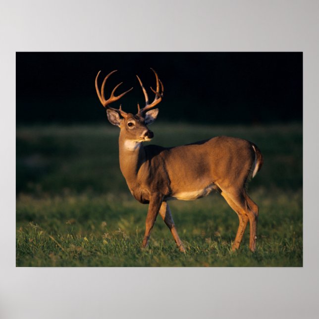 White-tailed Deer | Choke Canyon State Park, TX Poster (Front)