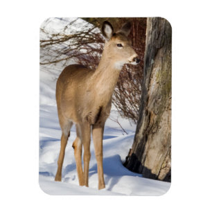 White-tailed Deer (Close Up) Magnet