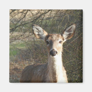 White Tailed Deer Close Up Magnet