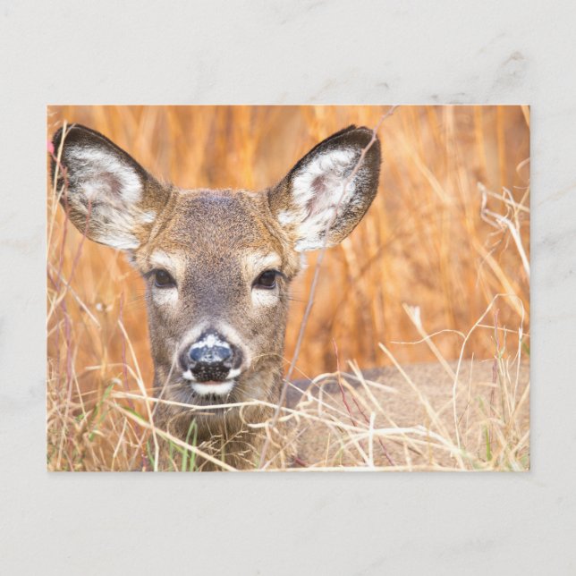 White Tailed Deer Close-up Photo Postcard (Front)