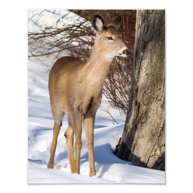 White-tailed Deer (Close Up) Photo Print (Front)