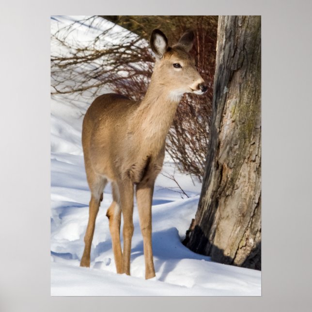White-tailed Deer (Close Up) Poster (Front)