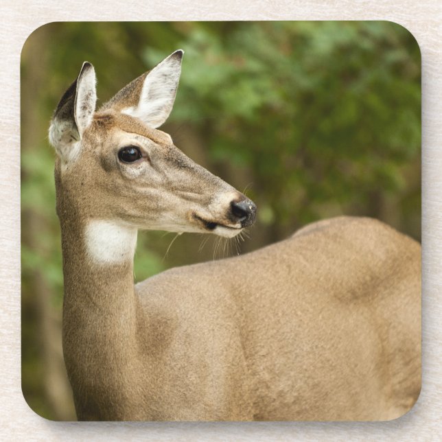 White Tailed Deer Coaster (Front)