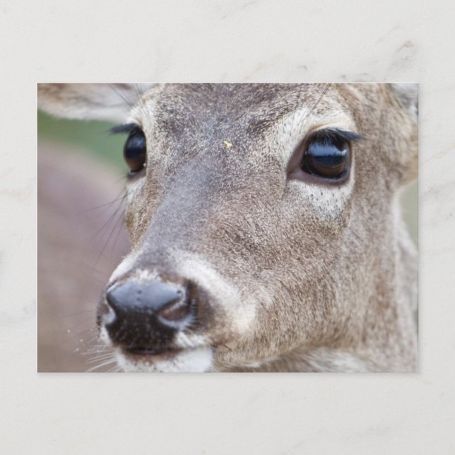 White-tailed Deer doe drinking water Postcard (Front)