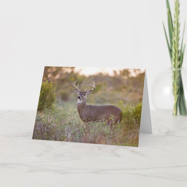 White-tailed Deer | Fall in Texas Card (Front)