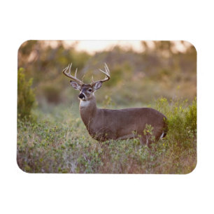 White-tailed Deer Fall in Texas Magnet