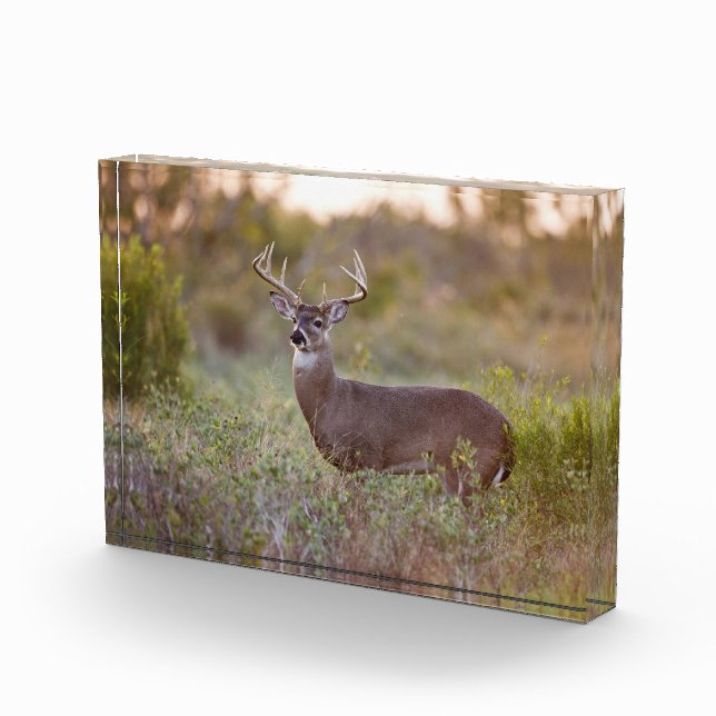 White-tailed Deer | Fall in Texas Photo Block (Right)