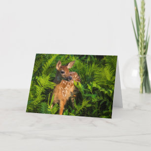 White-tailed Deer Fawn Minnesota Card