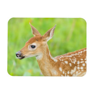 White-Tailed Deer Fawn Minnesota Magnet