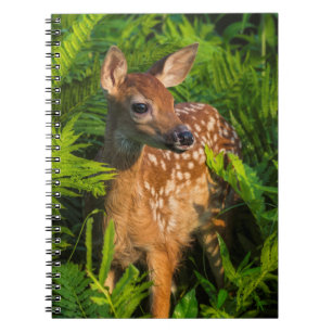 White-tailed Deer Fawn Minnesota Notebook