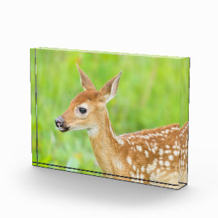 White-Tailed Deer Fawn Minnesota Photo Block