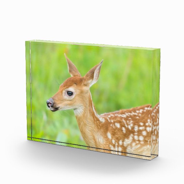 White-Tailed Deer Fawn | Minnesota Photo Block (Right)