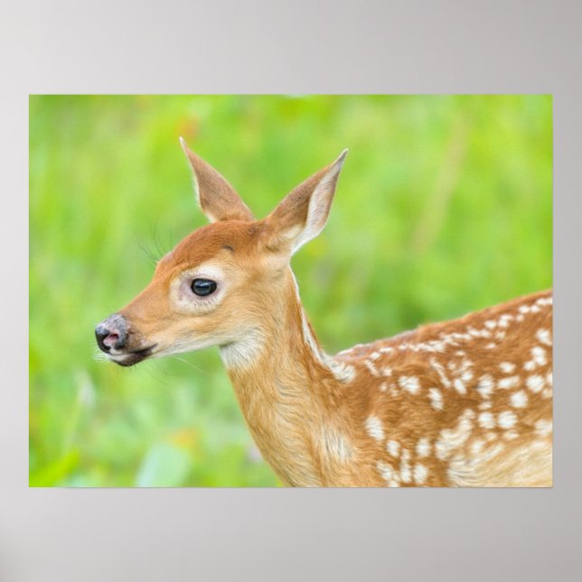 White-Tailed Deer Fawn | Minnesota Poster (Front)