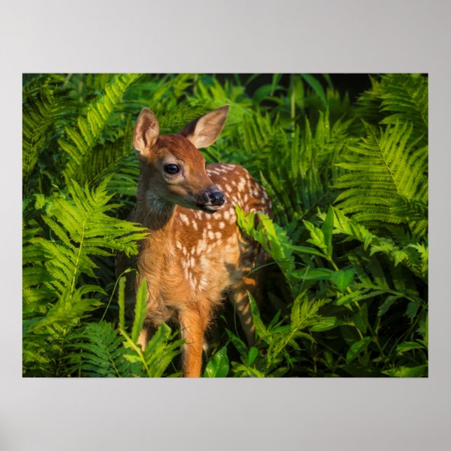 White-tailed Deer Fawn | Minnesota Poster (Front)