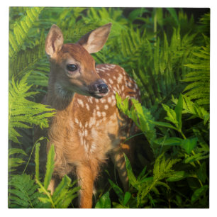White-tailed Deer Fawn Minnesota Tile