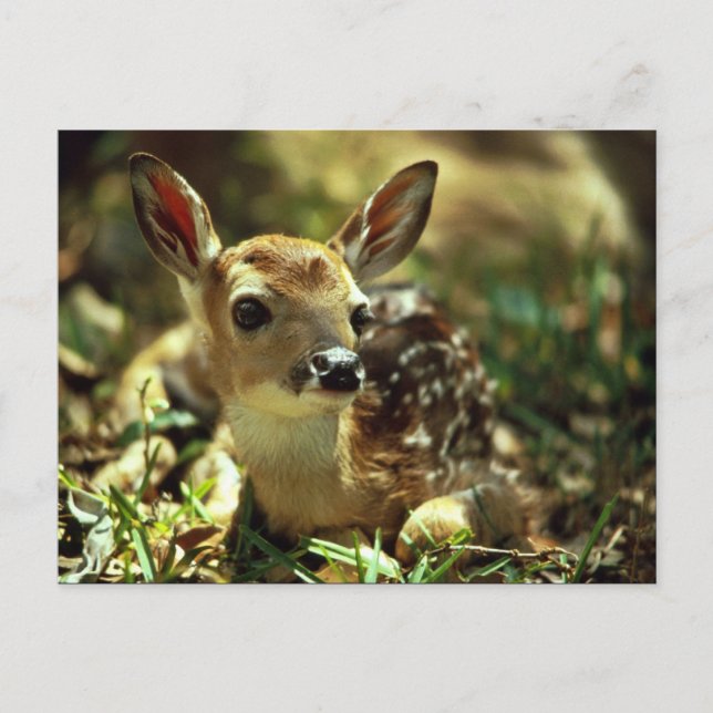 White-tailed Deer Fawn Postcard (Front)