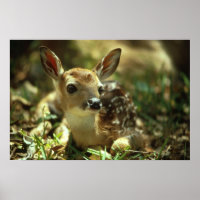White-tailed Deer Fawn