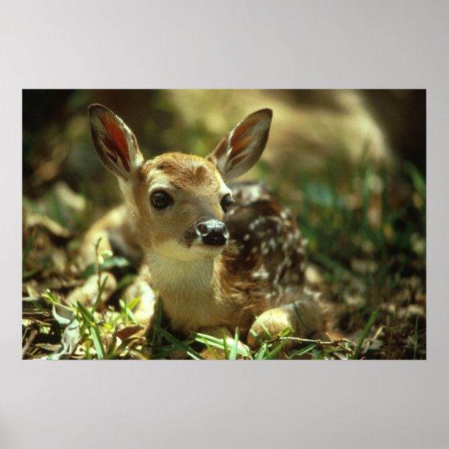 White-tailed Deer Fawn Poster (Front)