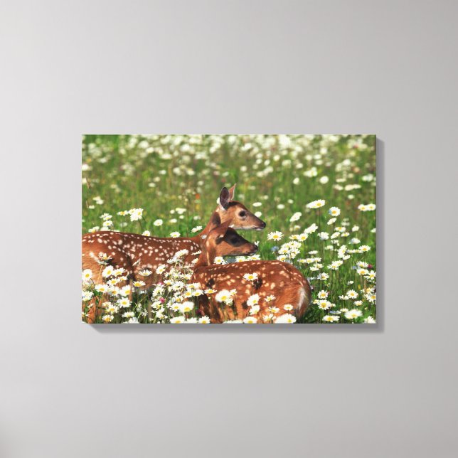 White-tailed deer fawns canvas print (Front)