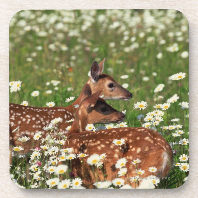 White-tailed deer fawns coaster (Front)
