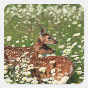 White-tailed deer fawns square sticker