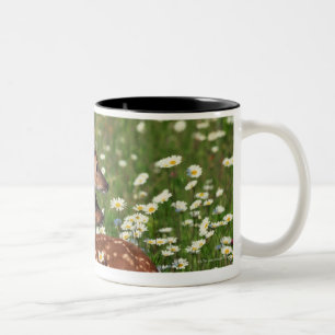 White-tailed deer fawns Two-Tone coffee mug