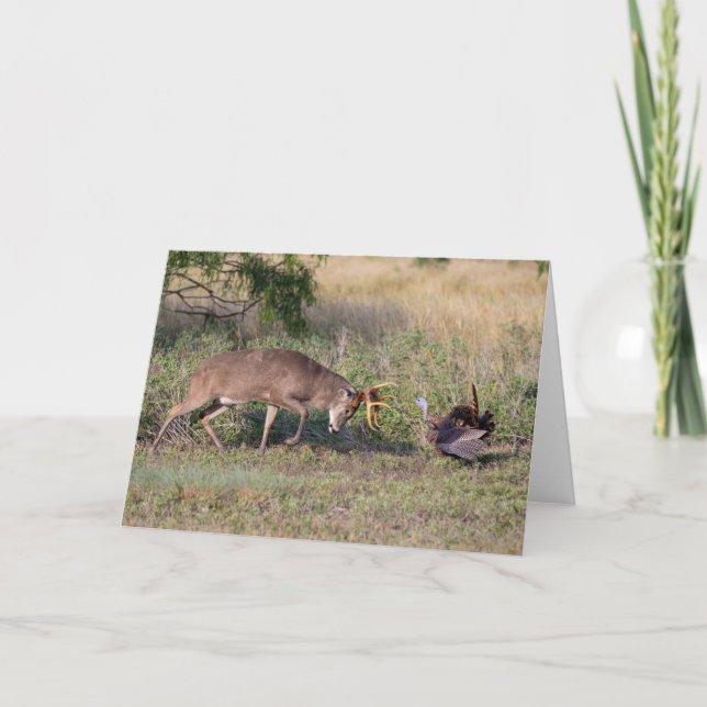 White-tailed Deer Fighting Wild Turkey Card (Front)