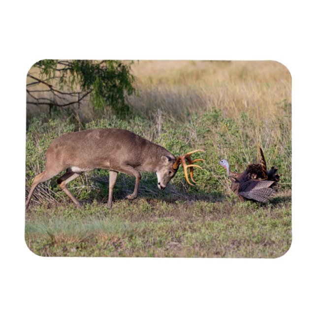 White-tailed Deer Fighting Wild Turkey Magnet (Horizontal)