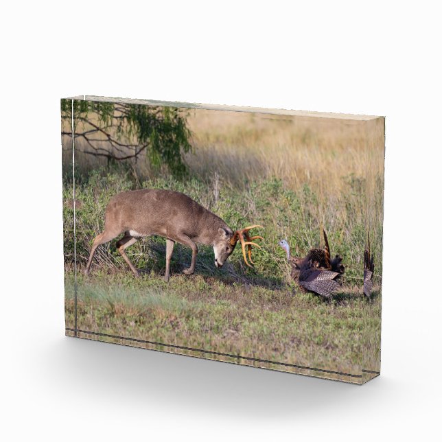 White-tailed Deer Fighting Wild Turkey Photo Block (Right)
