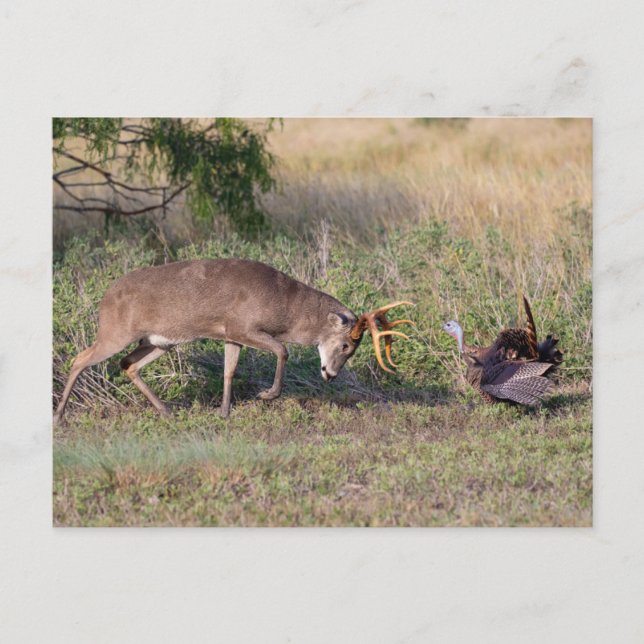 White-tailed Deer Fighting Wild Turkey Postcard (Front)