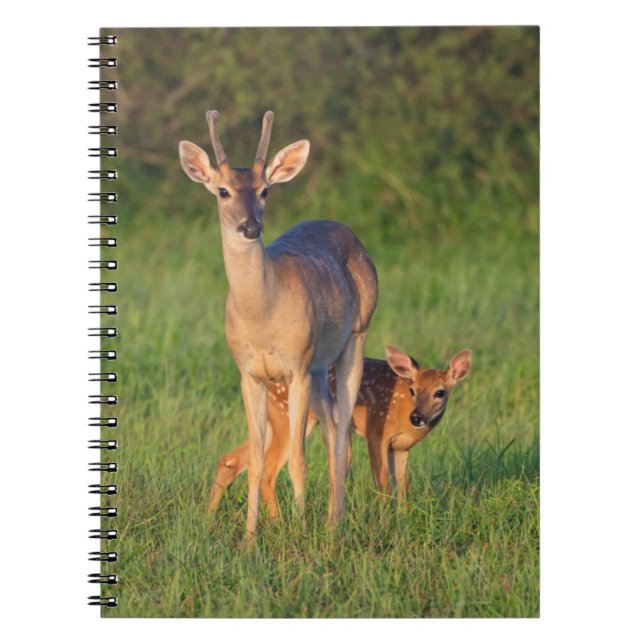 White-tailed Deer | Grassy Habitat Notebook (Front)