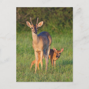 White-tailed Deer   Grassy Habitat Postcard