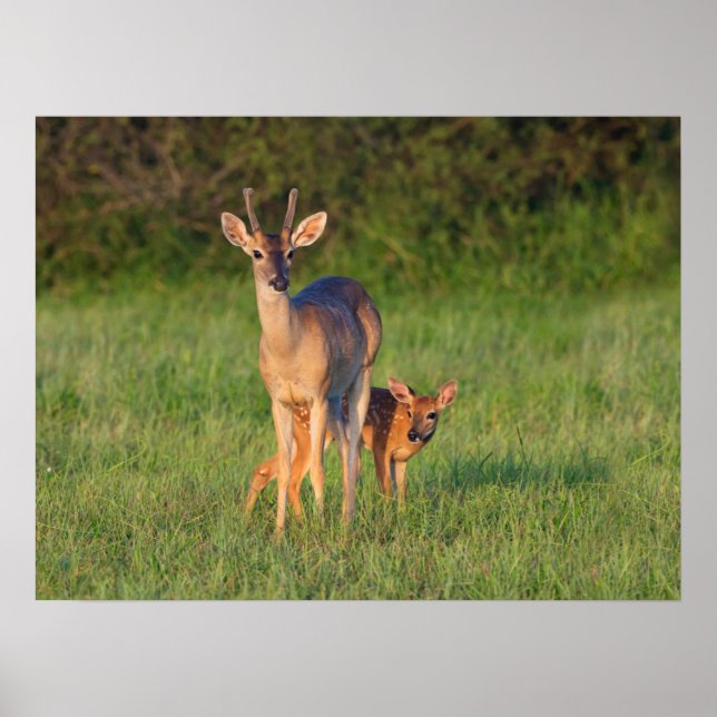 White-tailed Deer | Grassy Habitat Poster (Front)