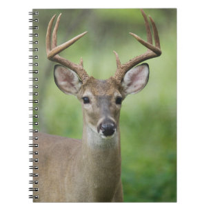 White-tailed Deer Hill Country, Texas Notebook
