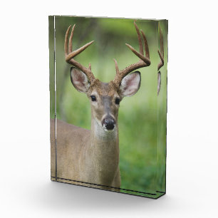 White-tailed Deer Hill Country, Texas Photo Block