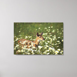 White-tailed deer in field of flowers , canvas print